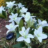 Everbloom™ Lampes Solaires en Fleurs